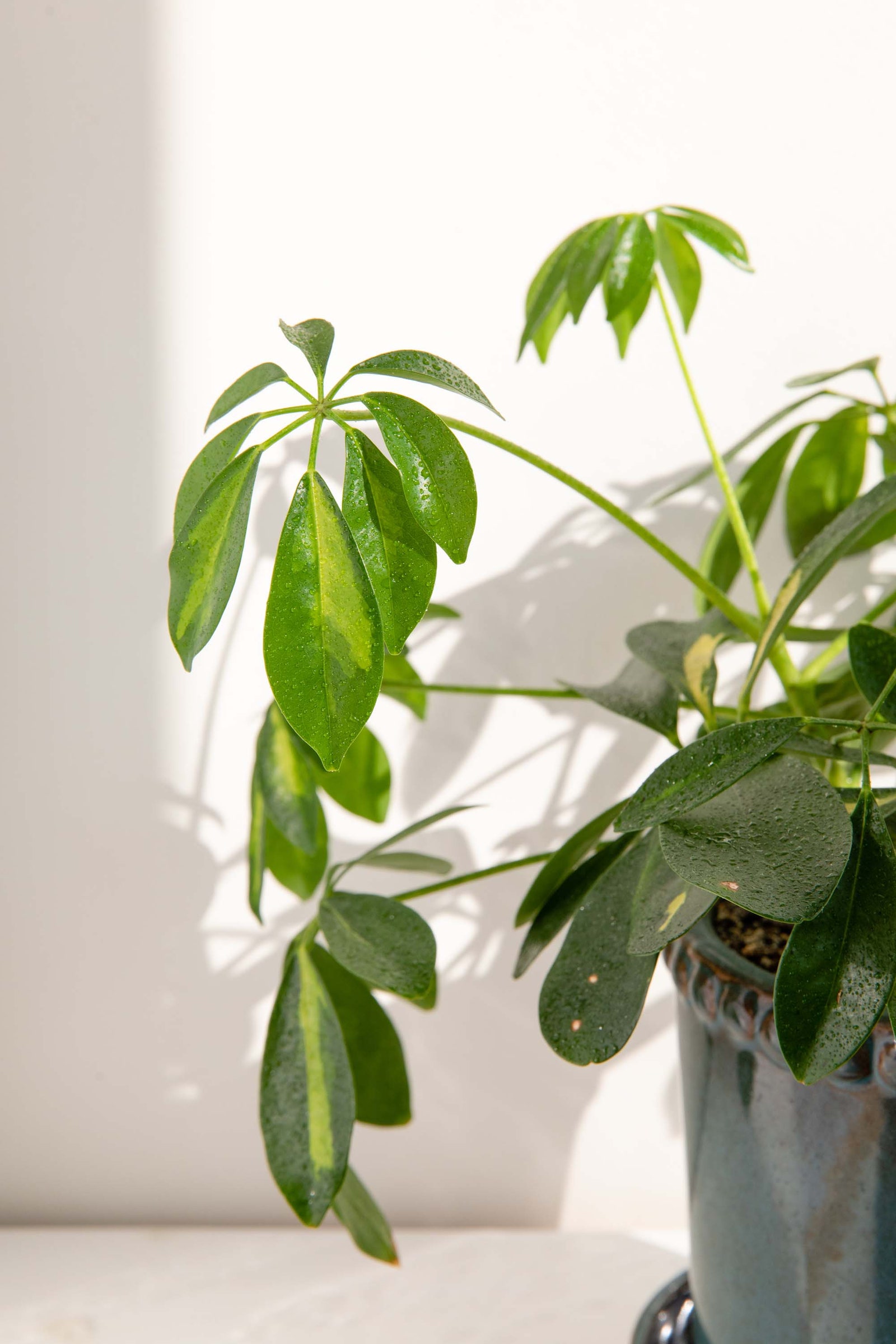 Растения увлажняющие воздух в квартире топ10 комнатных цветов