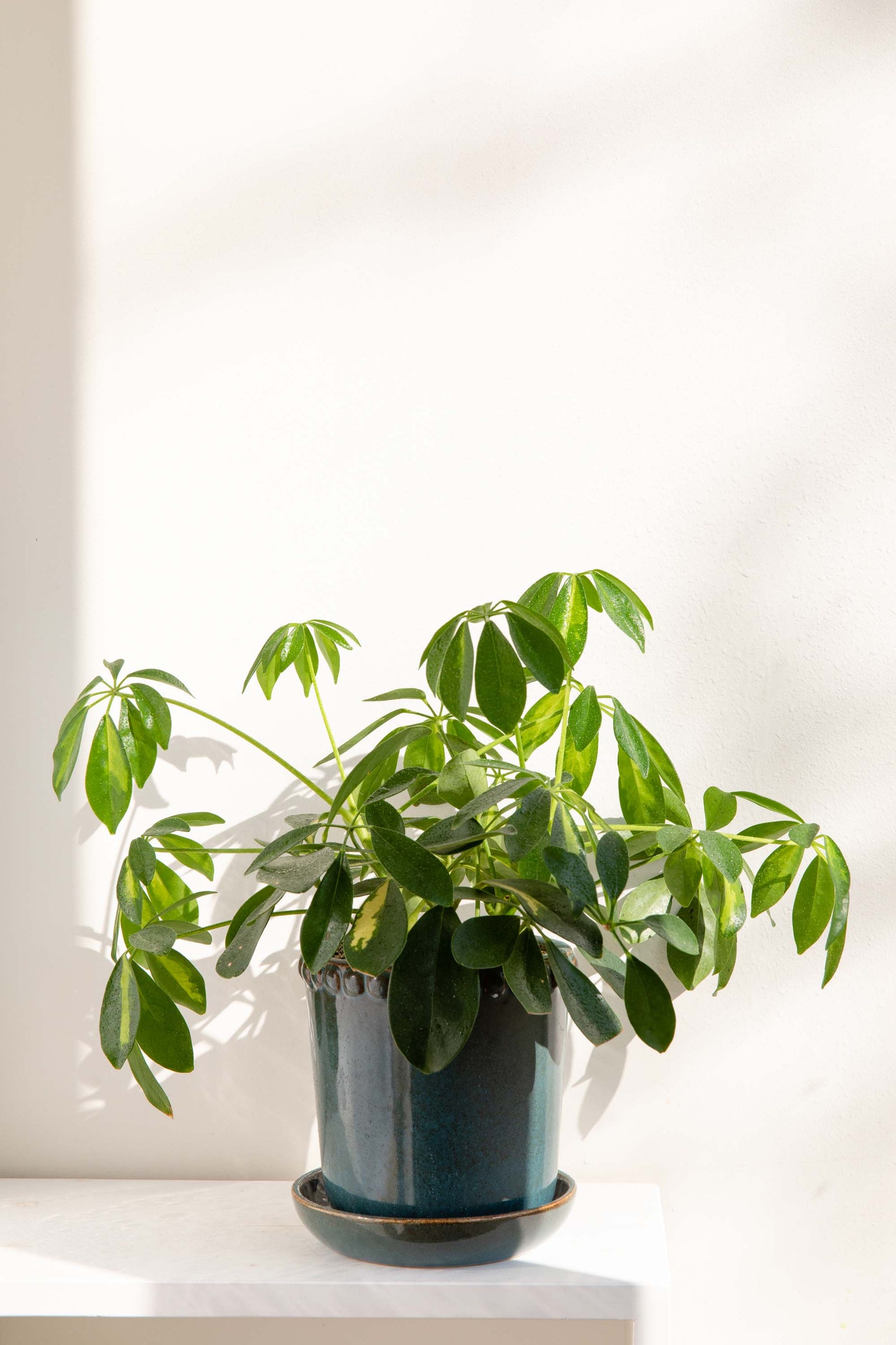 Как поддерживать нужную влажность воздуха для комнатных растений — конференц-зал-самара.рф