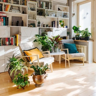 Топ-10 растений для улучшения воздуха в квартире