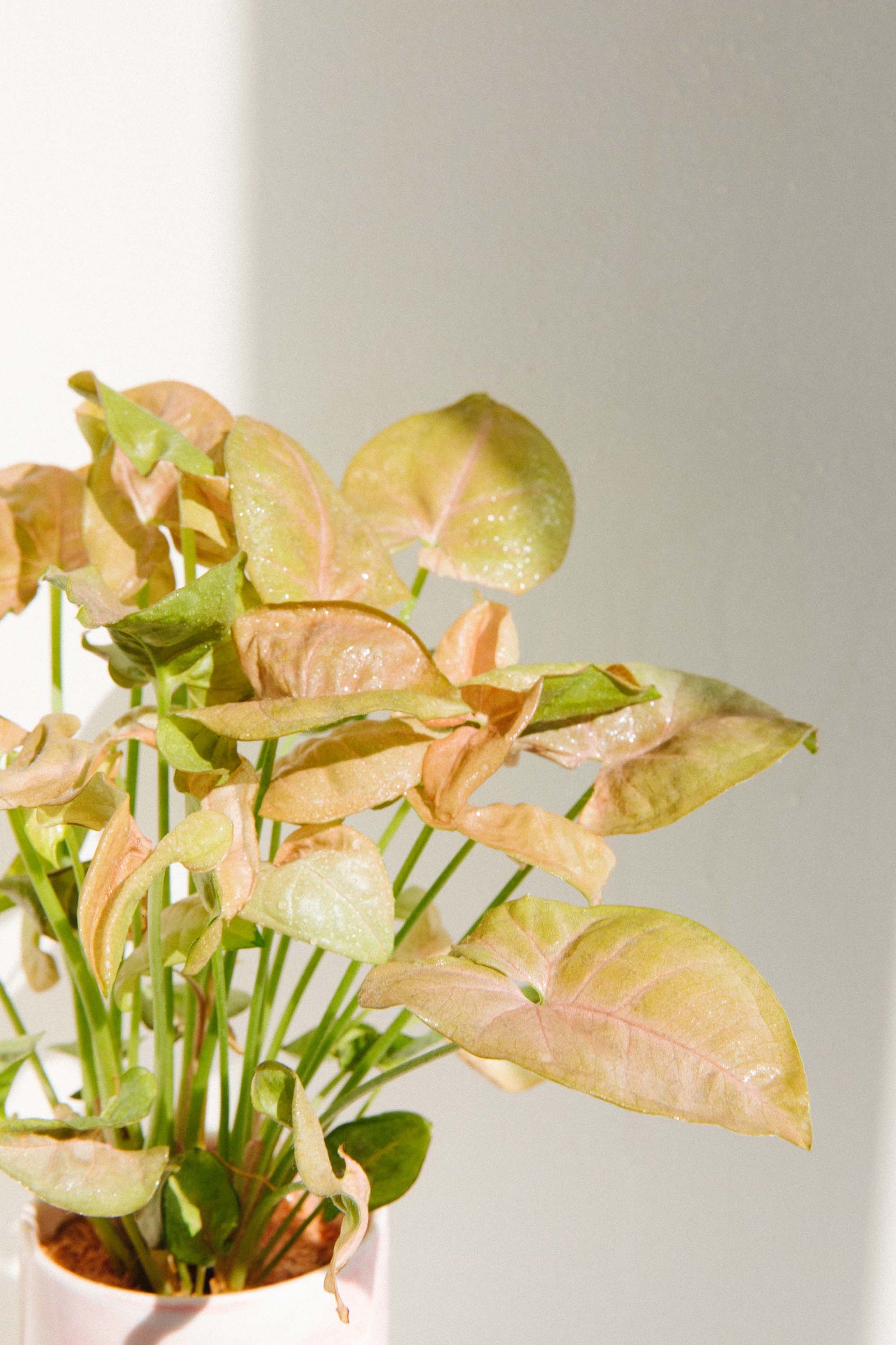 Растения увлажняющие воздух в квартире топ10 комнатных цветов