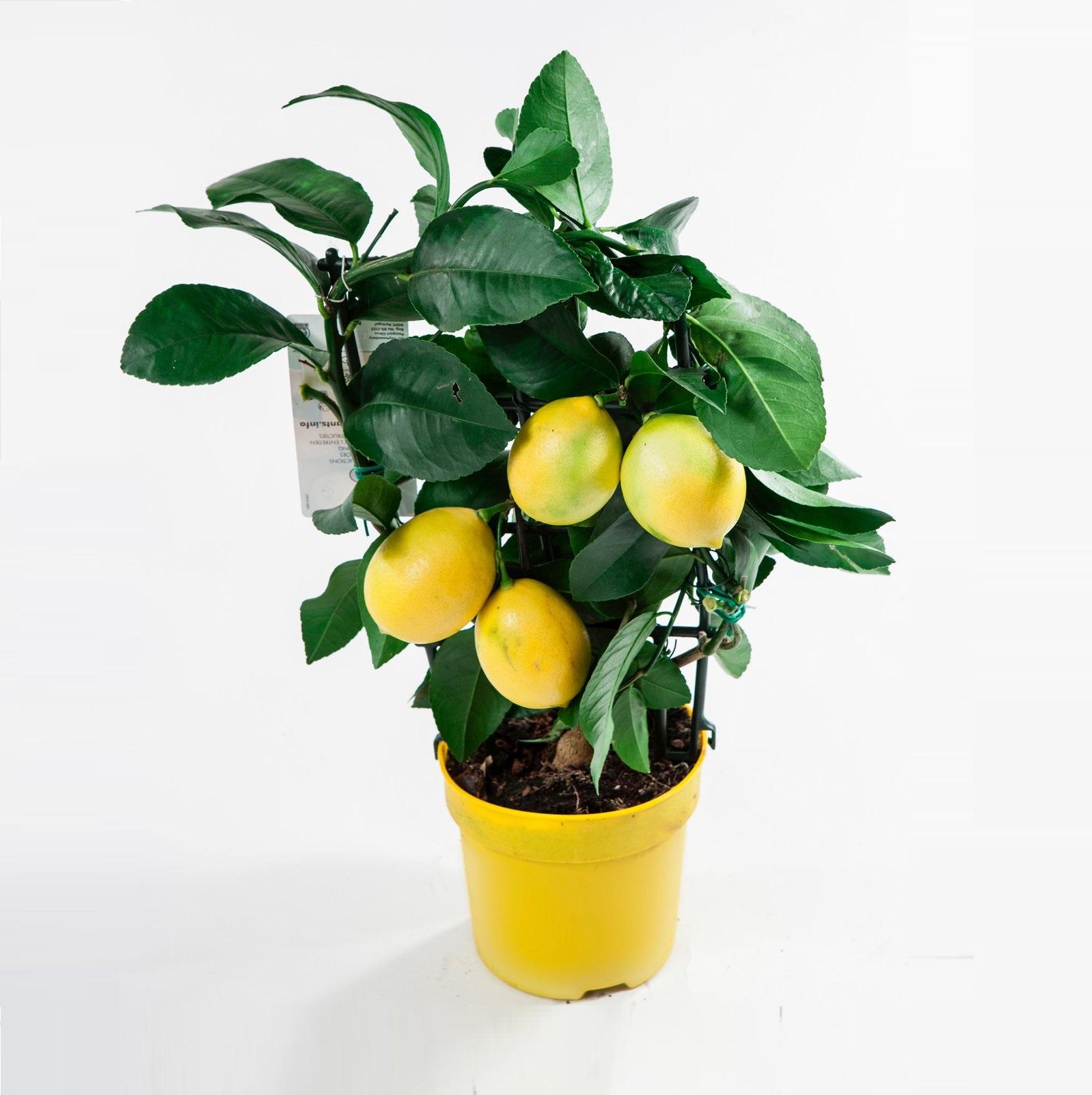 Растение Цитрофортунелла Лимон 2999 руб.