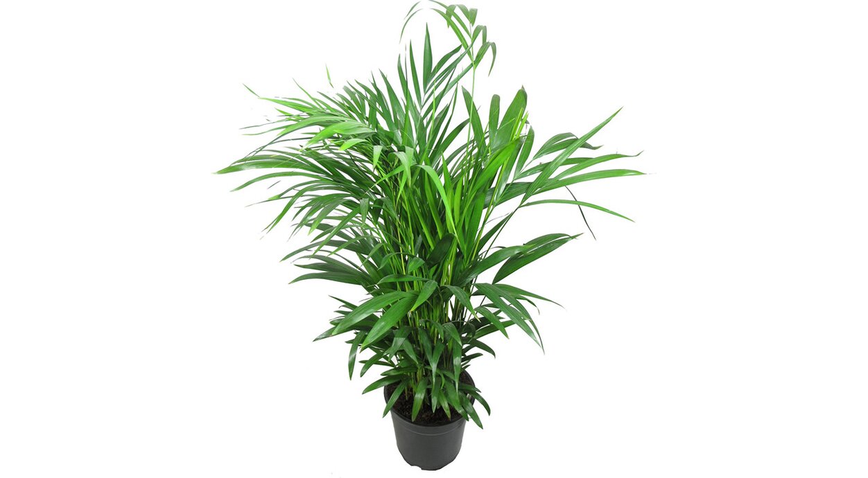 Пальмовое растение Арека Хризалидокарпус 3999 руб.
