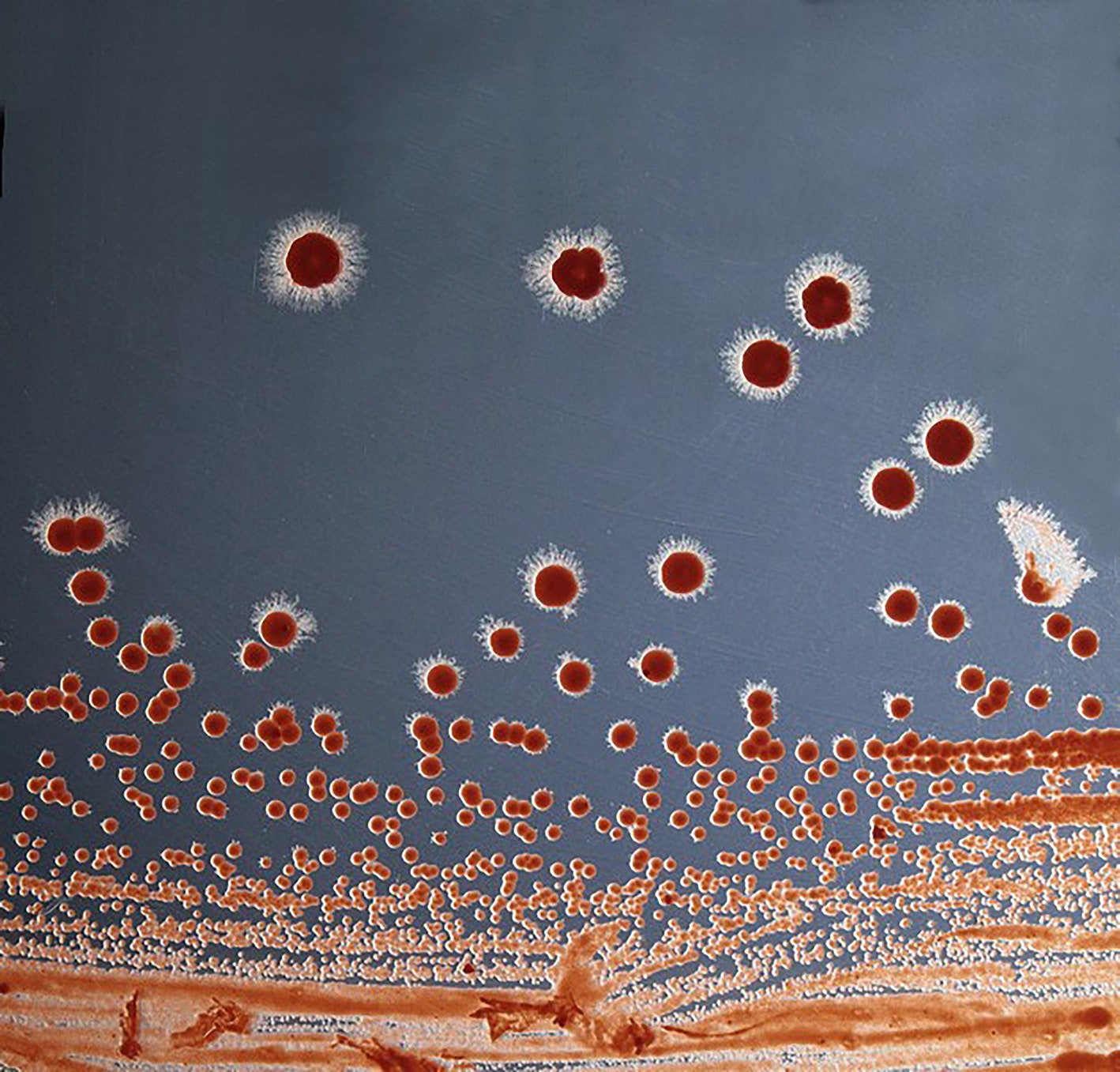 Колонии бактерий Rhodococcus rhodochrous. Фото НИЦ “Курчатовский институт”.
