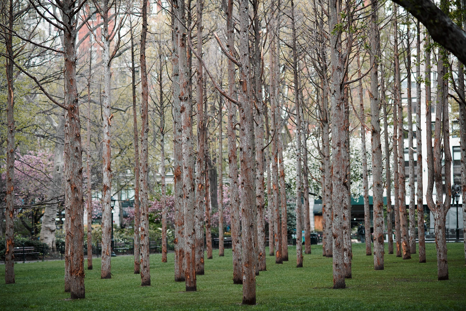 “Призрачный лес” в центре Манхэттена