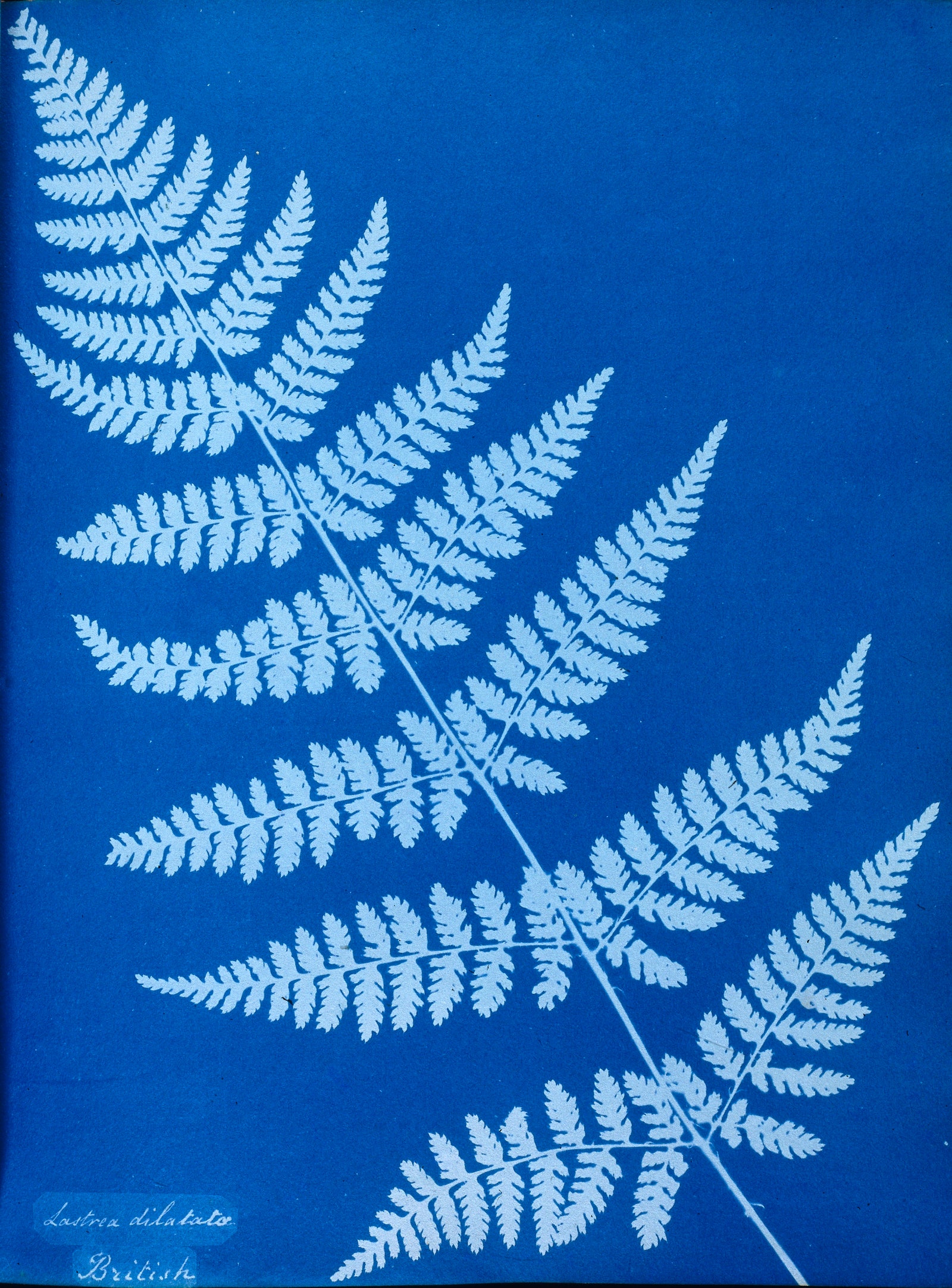 Цианотопия растения Lastrea dilatata 1853.