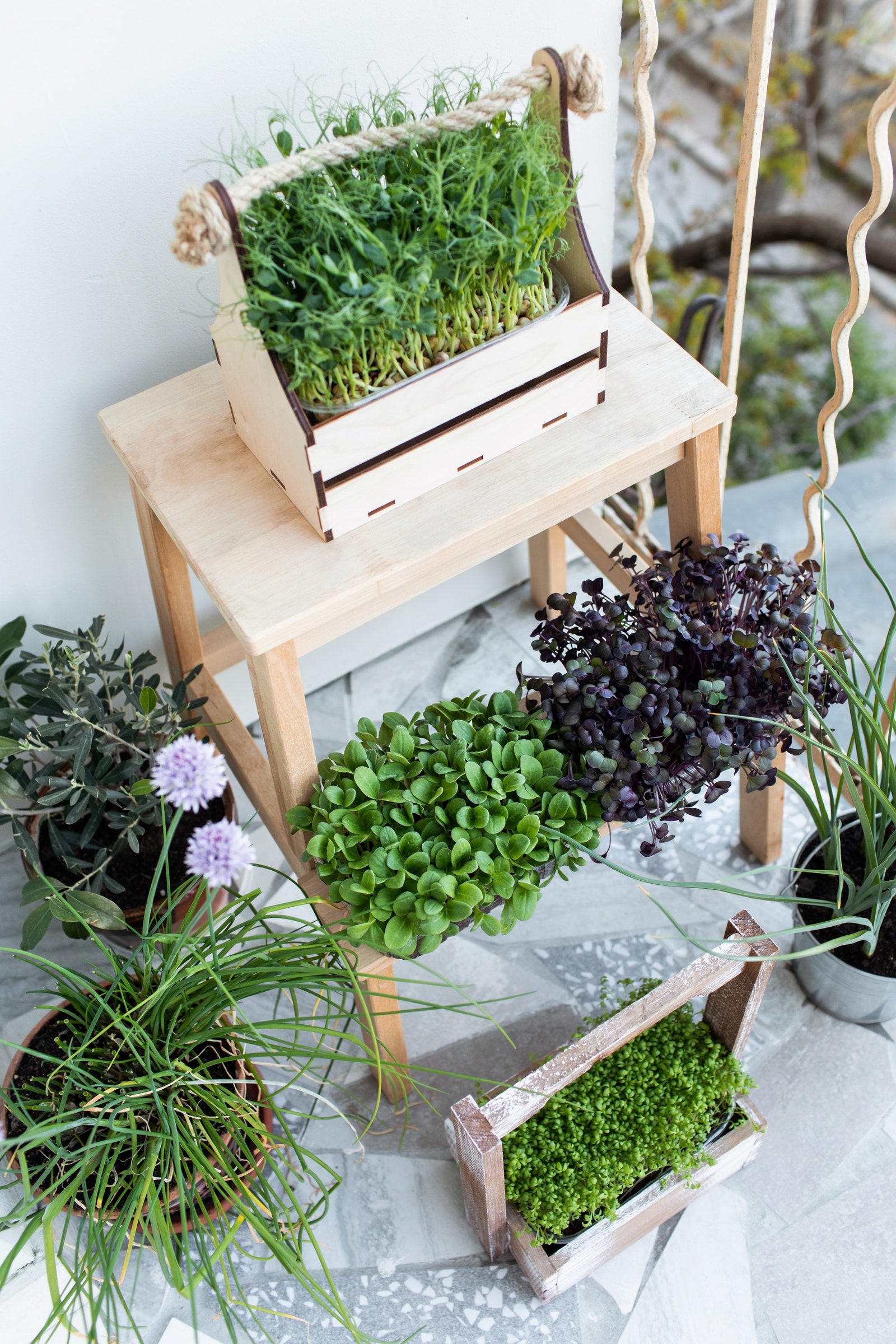 Микрозелень в домашних условиях: как вырастить и как оформить сад | AD  Magazine