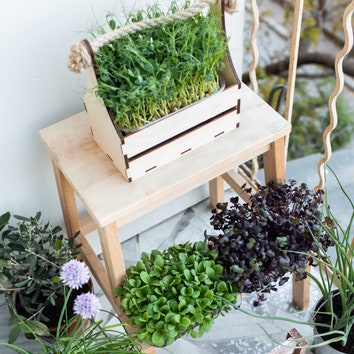 Микрозелень в домашних условиях: как вырастить и как оформить сад