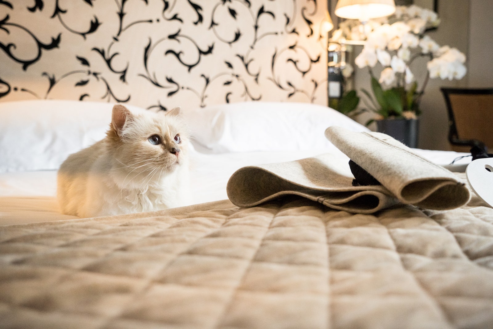 Подвесная кроватка от LucyBalu и кошки Карла Лагерфельда