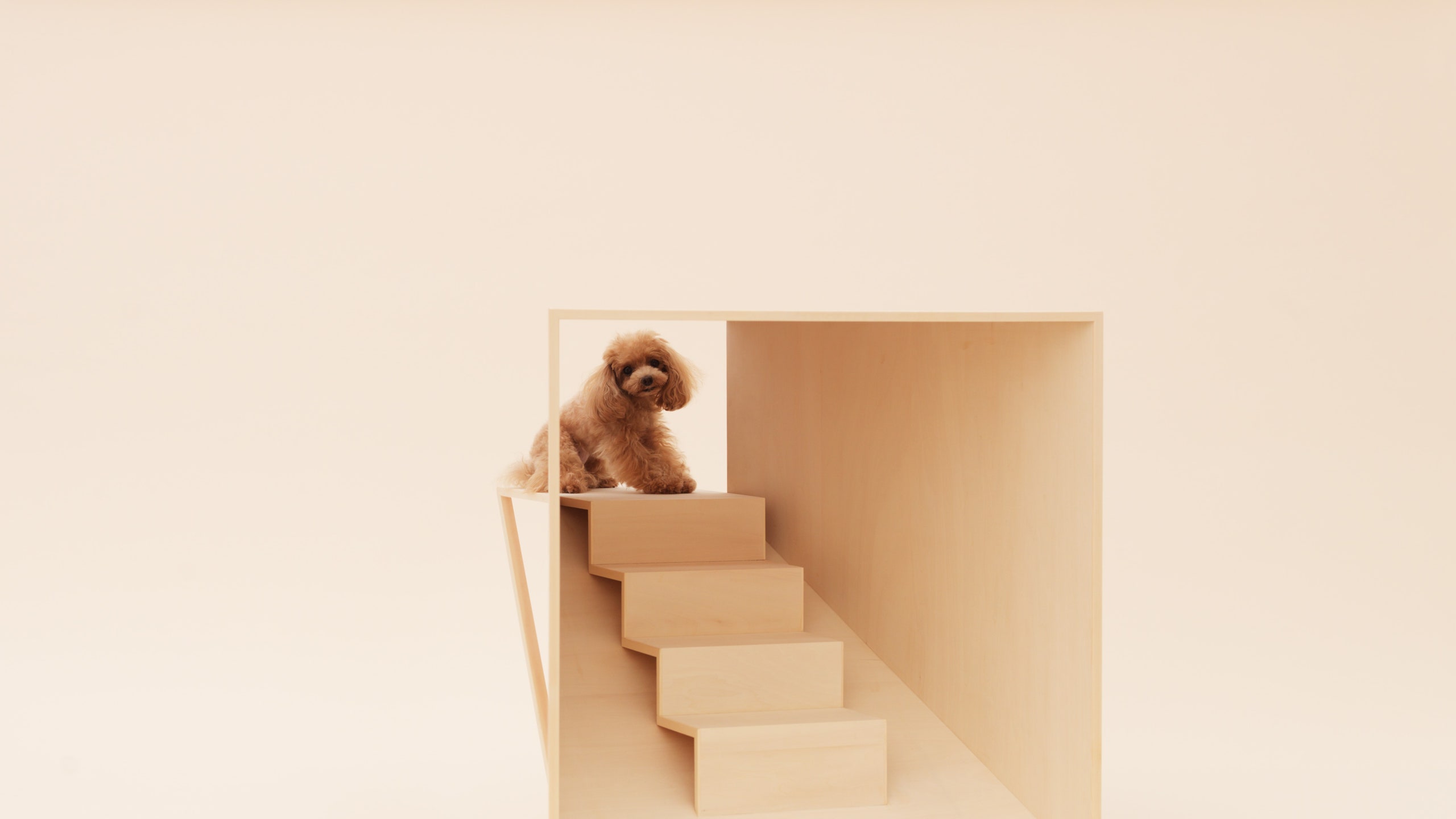 Архитектура для собак выставка мебели для животных в Лондоне