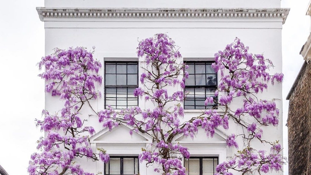 Инстаграм дня “цветущая” архитектура Лондона