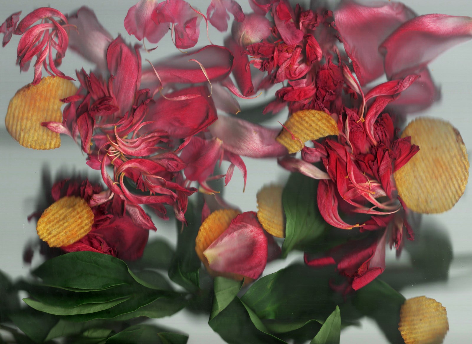 Анастасия Глушкова. Scanflowers 3 2019. Цифровая печать тираж 5 экз. 30 × 40 см.