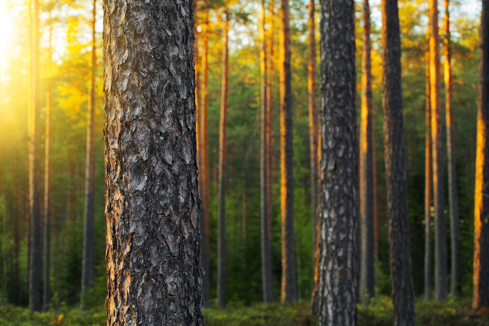 Здоровый финский дом как спастись от сезонной аллергии