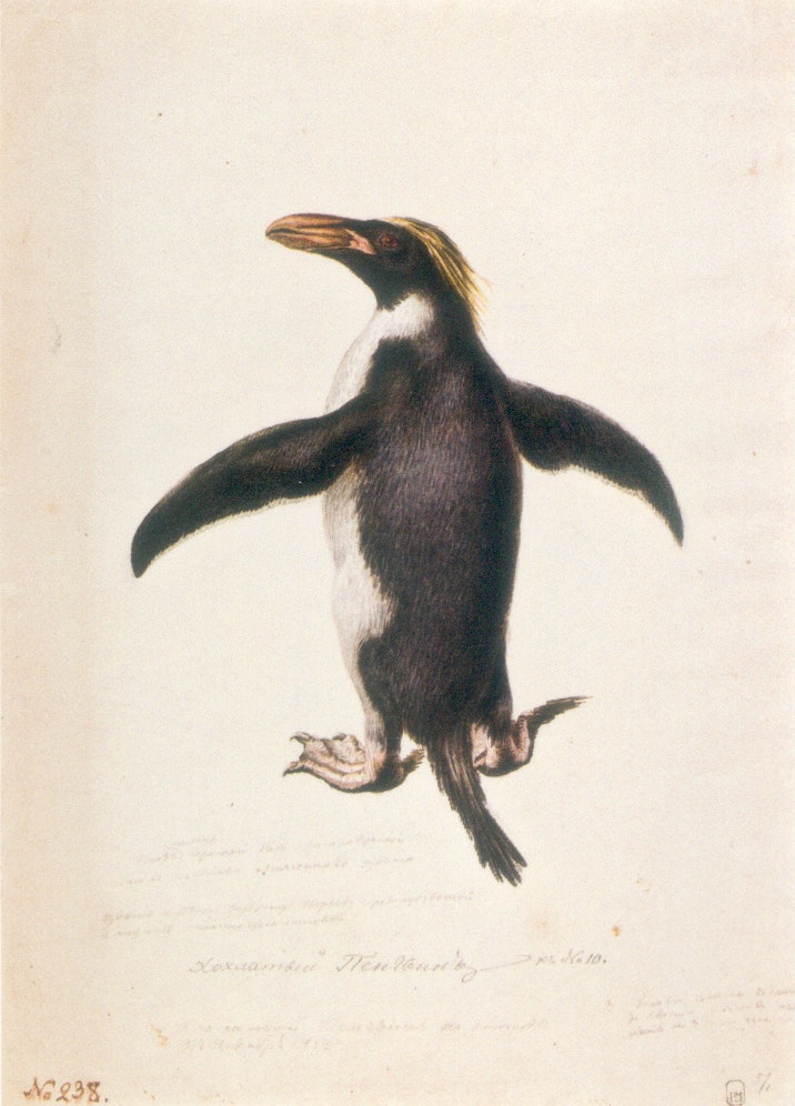 Павел Михайлов. Хохлатый пингвин. 24 декабря 1819. Бумага акварель.