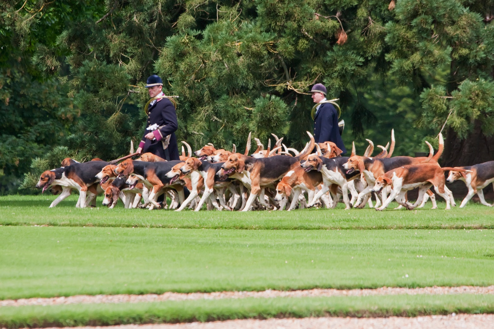Охотничьи собаки в парке замка Шеверни.