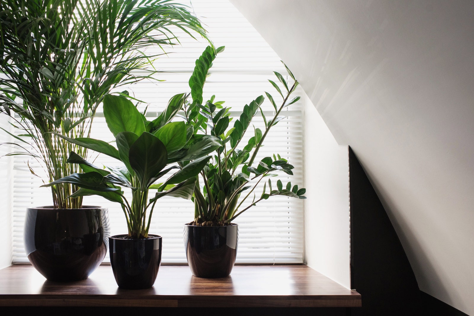 8 способов как озеленить квартиру