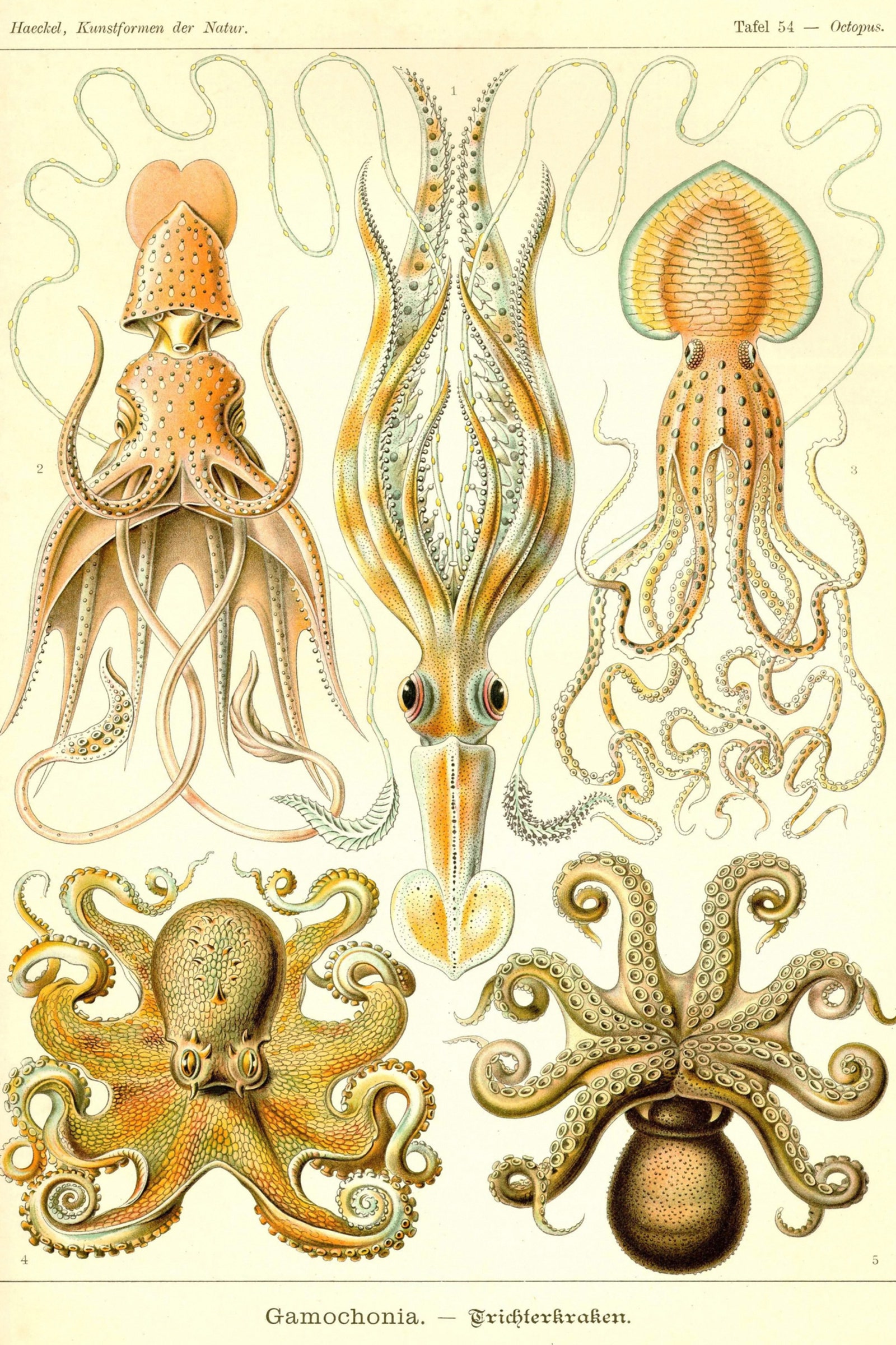 Одна из 100 иллюстраций немецкого биолога и художника Эрнста Генриха Геккеля из книги “Красота форм в природе” 1904....