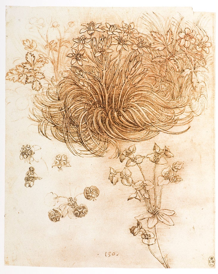 Птице­млечник зонтичный ветреница дубравная и молочайсолнцегляд на зарисовках 15051510 годов.