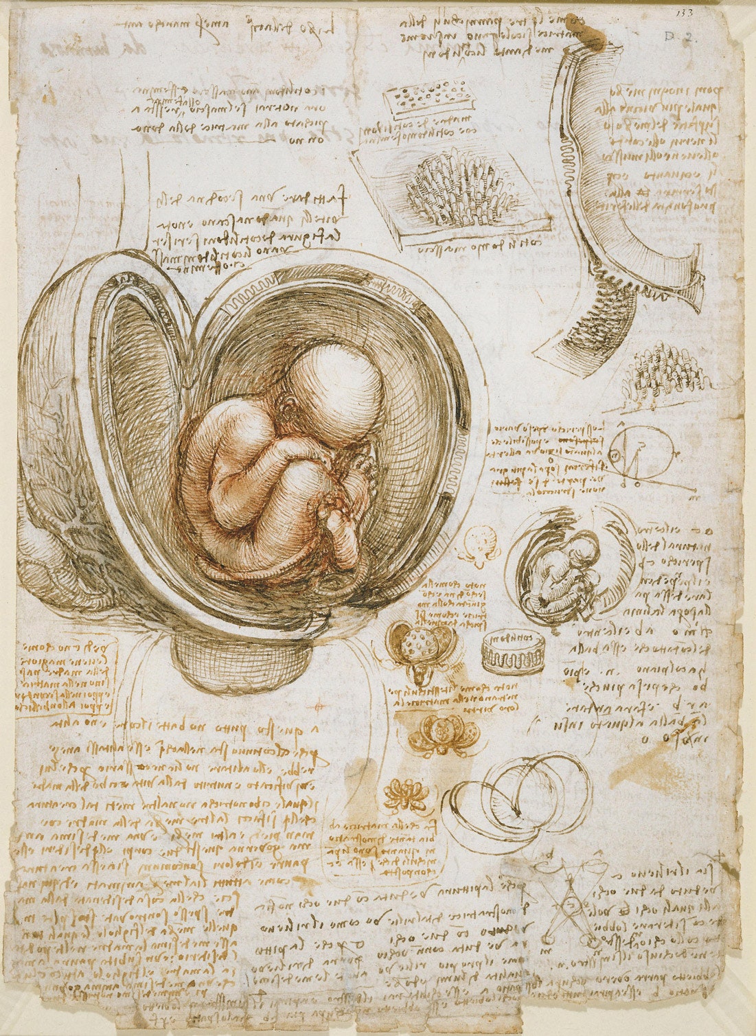 Зародыш в материнской утробе из “Лестерского кодекса” 15101513 год. Кодекс назван в честь графа Лестера купившего его в...