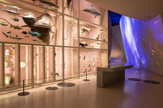 Designed by Ateliers Jean Nouvel Biodiversity exhibits in Qatars Natural Environments gallery. Photo Danica Kus