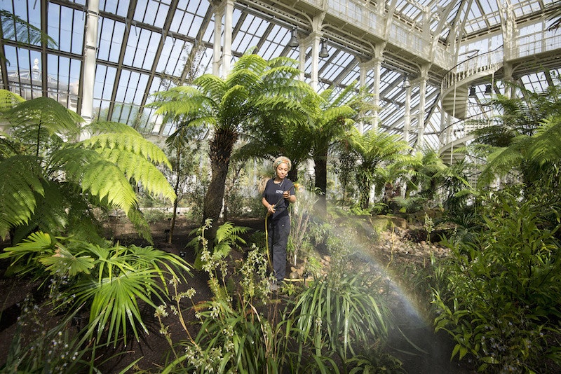 Королевские ботанические сады Кью открылись для посетителей после реставрации