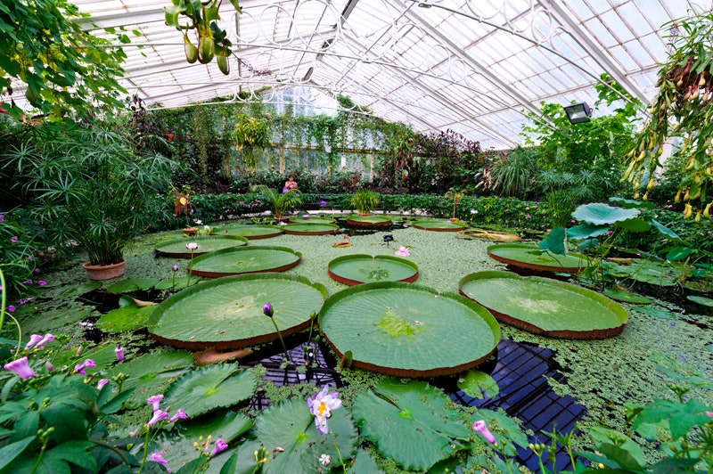 Самые красивые оранжереи мира Palm House в Вене ботанический сад Копенгагена и другие