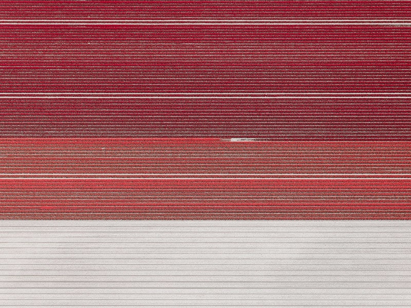Яркие тюльпановые поля Голландии в объективе Тома Хегена