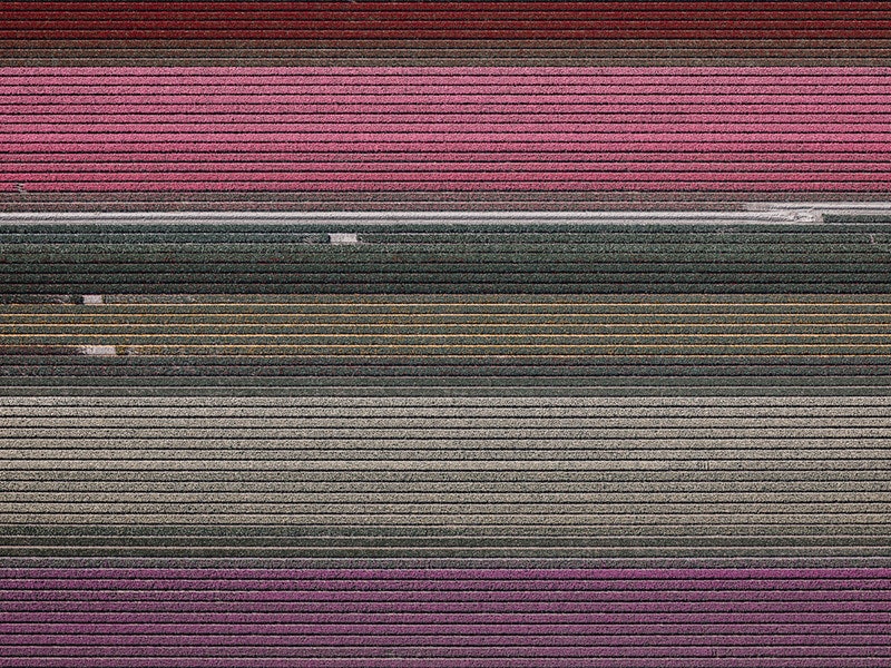Яркие тюльпановые поля Голландии в объективе Тома Хегена