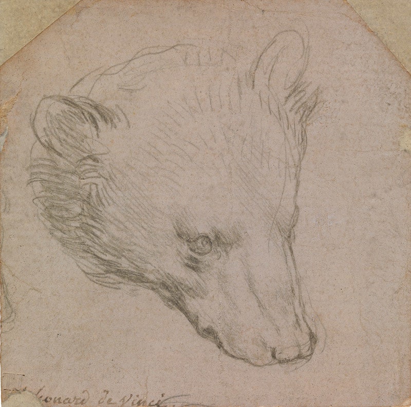 Леонардо да Винчи. “Голова медведя”. Около 1485. Серебряный карандаш на бледнорозовой бумаге. 7 × 7 . Лейденская коллекция.