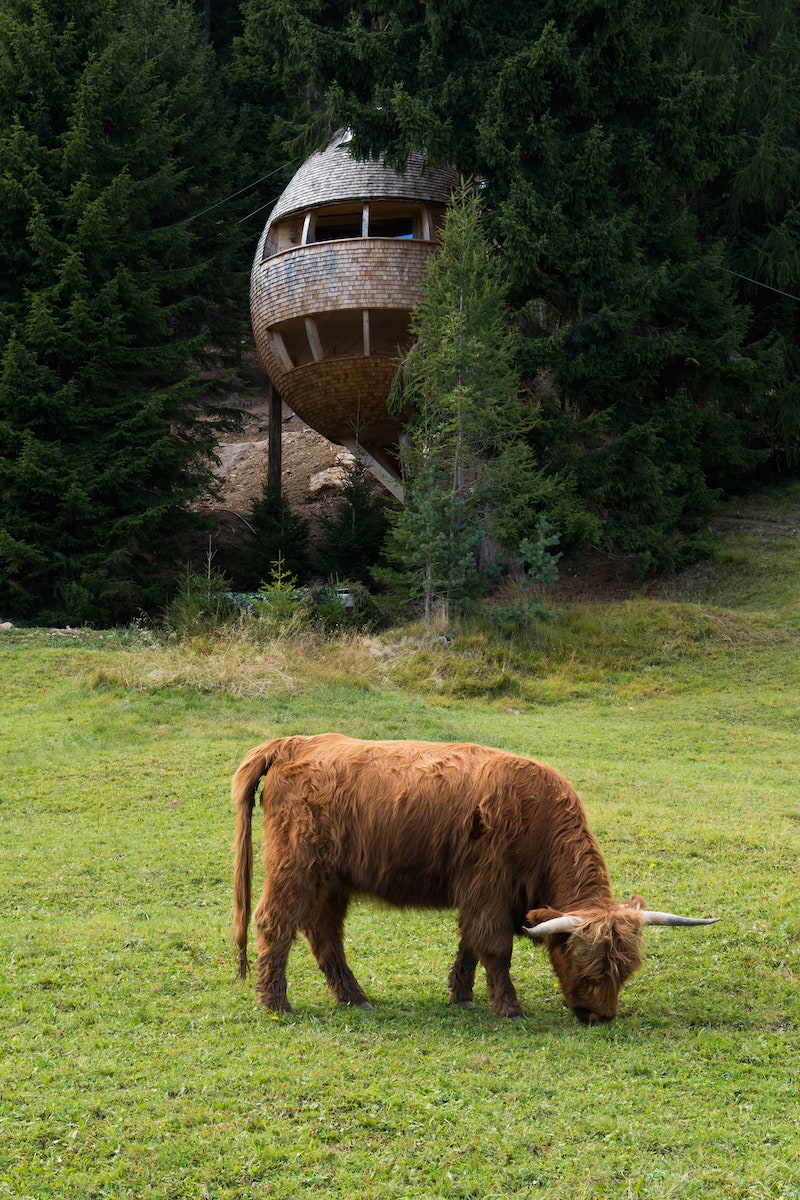 Дом для отдыха в виде еловой шишки в Итальянских Альпах проект архитектора Клаудио Бельтраме