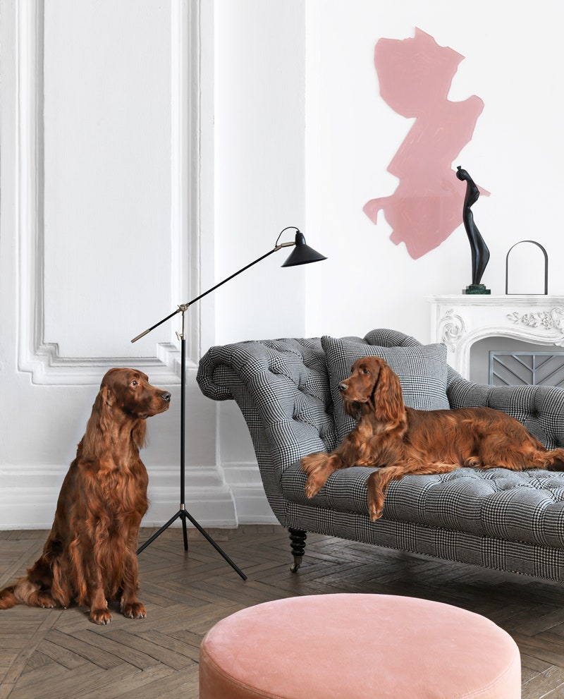 Мебель и животные в съемке AD свежие интерьеры с собаками и лучшие кадры прошлых лет