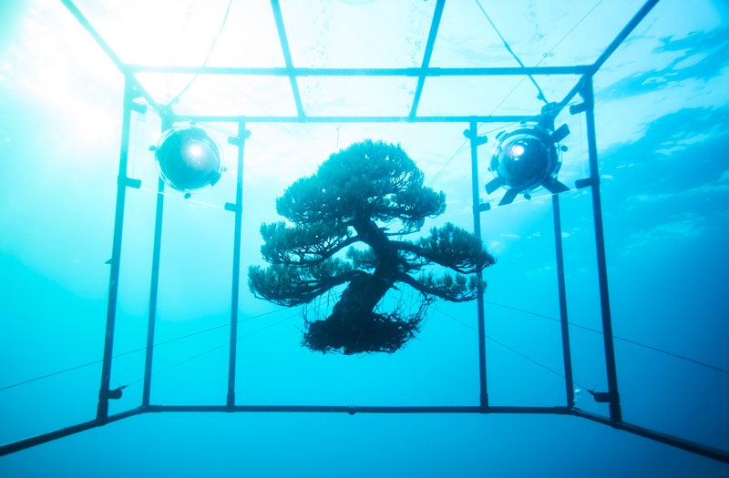 Фотопроект художника Макото Азумы бонсай и букеты цветов под водой на глубине 2000 метров