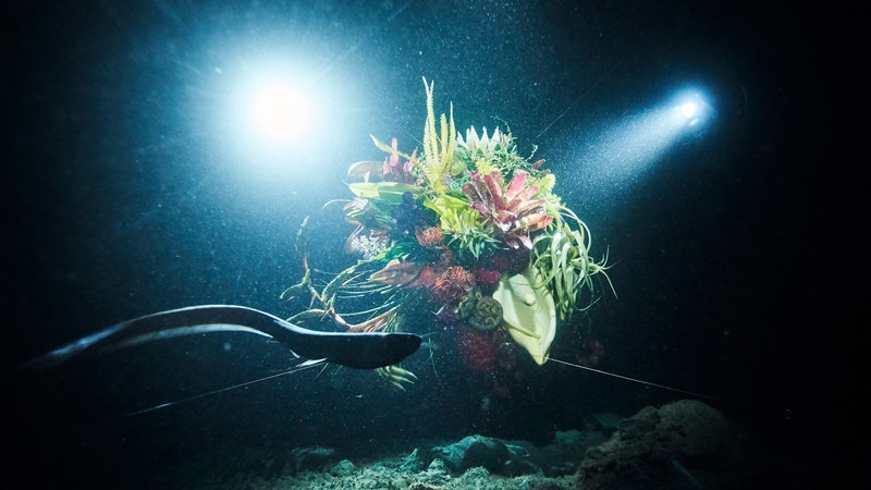 Фотопроект художника Макото Азумы бонсай и букеты цветов под водой на глубине 2000 метров