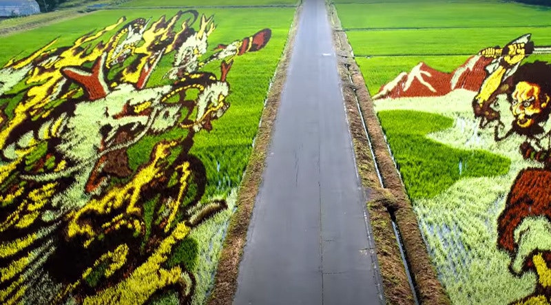 Картины на рисовых полях в Японии видео об искусстве масштабной росписи