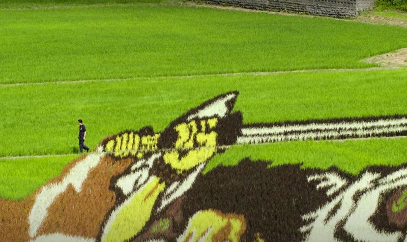 Картины на рисовых полях в Японии видео об искусстве масштабной росписи