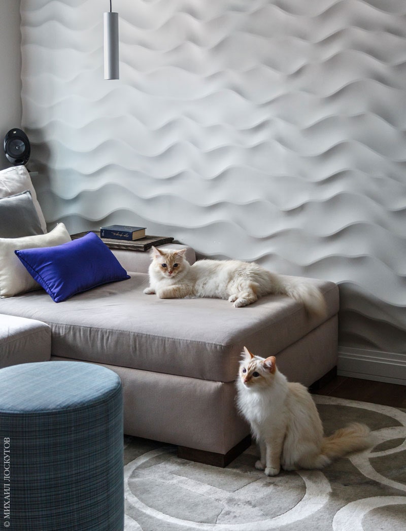 Еще два обитателя квартиры — Олаф и Фанта кошки породы “священная Бирма” обладатели собственного профиля в инстаграме.