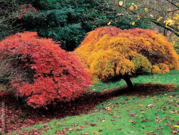 Японские пальчатые или дланевидные клены диссектум с зазубренными листьями и краснокоричневый атропурпуреум.