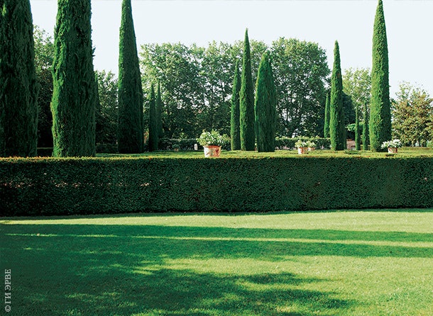 “Итальянский” сад. В вазах XVIII века растут белые петунии.