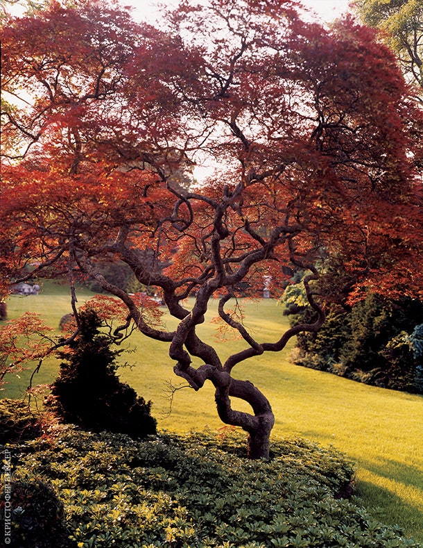 Японский клен растущий на одной из садовых террас — очень почтенное дерево ему уже больше ста шестидесяти лет.