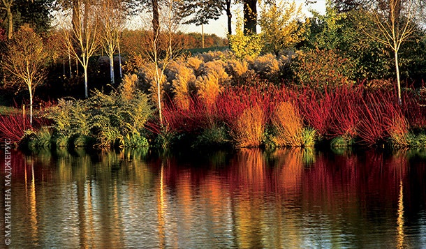 Яркие краски осенней листвы привлекают взгляд посетителей с другой стороны пруда и манят их в новый сад.