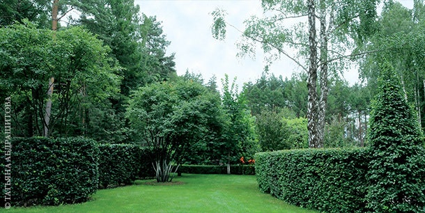 Живые изгороди и конусы в этой части сада созданы из боярышника овальнолистного. В центре лужайки — ирга круглолистная.