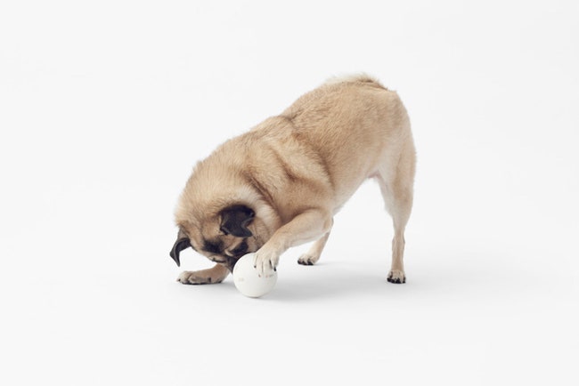 Новая коллекция аксессуаров для собак от Nendo