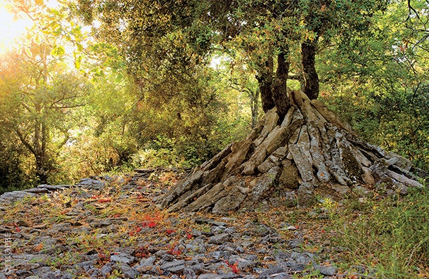 Святилище сооруженное скульптором в честь дубов — самых старых деревьев в этом лесу.