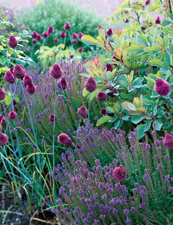 Шалфей скумпия и фиолетовые цветки декоративного лука.