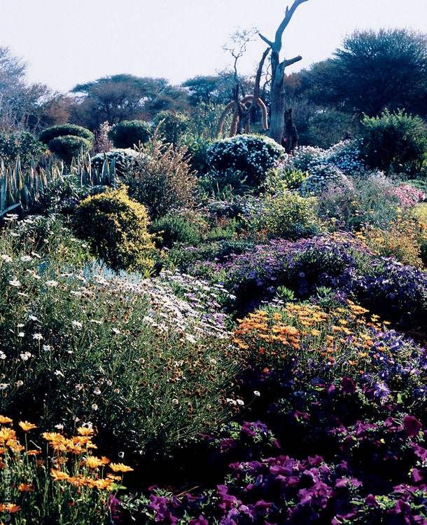 В южноафриканском саду Герды нашлось место даже ромашкам.