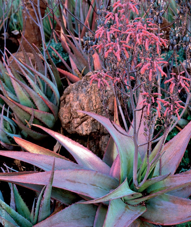 Цветущий Aloe Striata.
