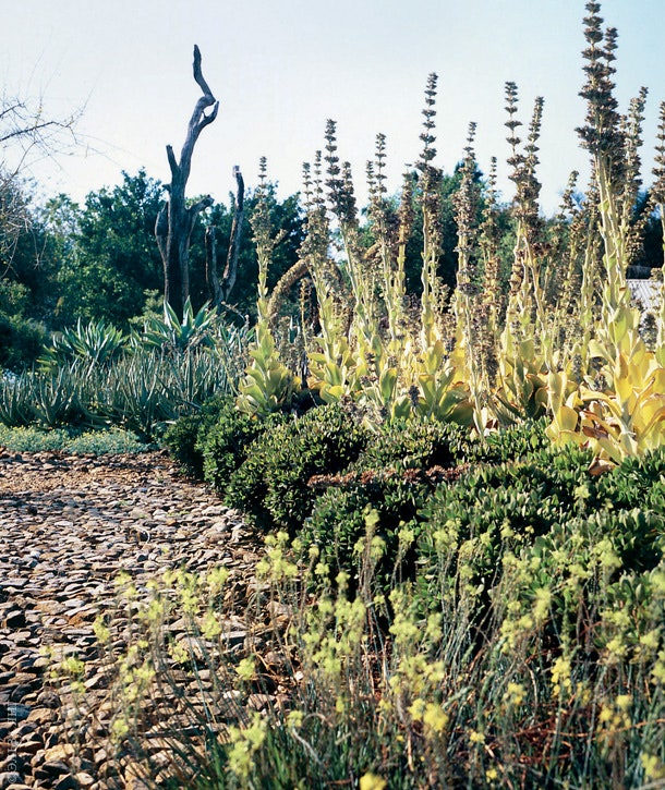 У дорожки выложенной местным гранитом растут фиги литопсы и желтые котиледоны.
