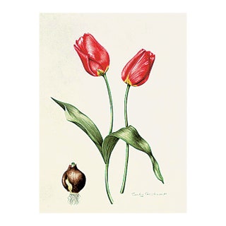 “Тюльпан сорта Red Darwin” акварель XIX века — пример необходимого в английском интерьере ботанического рисунка.