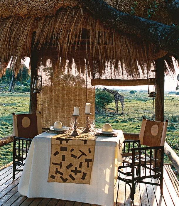 За жирафами можно наблюдать не вставая изза стола.
