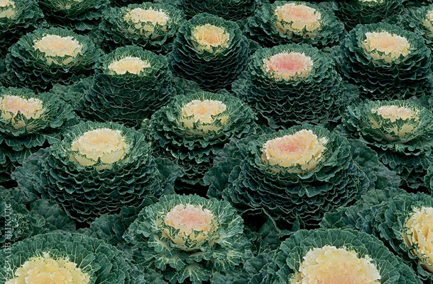 Садогород Jardin Potager в шато Вилландри сад фигур Jardin dOrnement и водоемов Jardin dEau