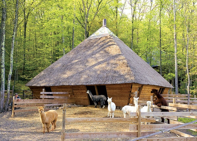 Амбар в котором живут ламы — копия хозяйского дома в миниатюре.